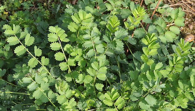 Sanguisorba minor (04.09.2025) Sanguisorba minor