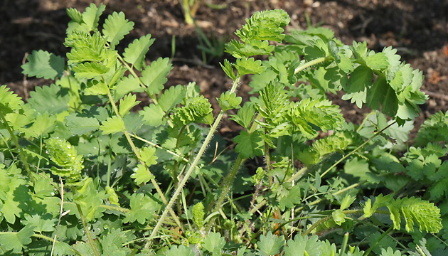 Sanguisorba minor (04.09.2025) Sanguisorba minor