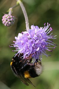 Succisa pratensis & Bombus terrestris