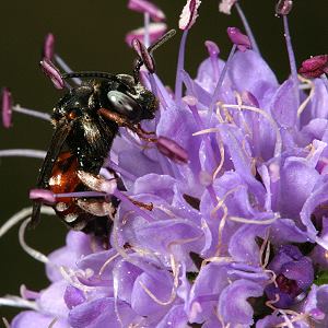 Succisa pratensis & Epeoloides coecutiens
