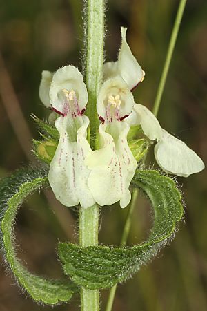 Stachys recta