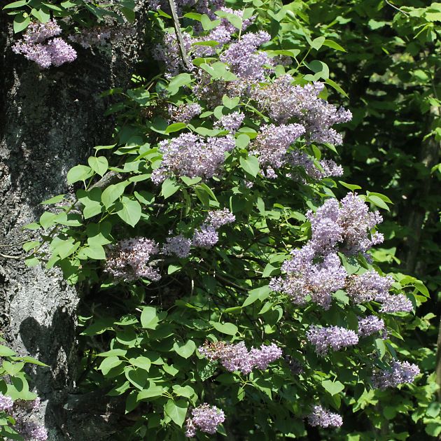 Syringa vulgaris