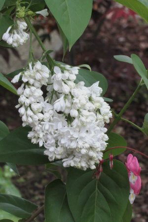 Syringa vulgaris