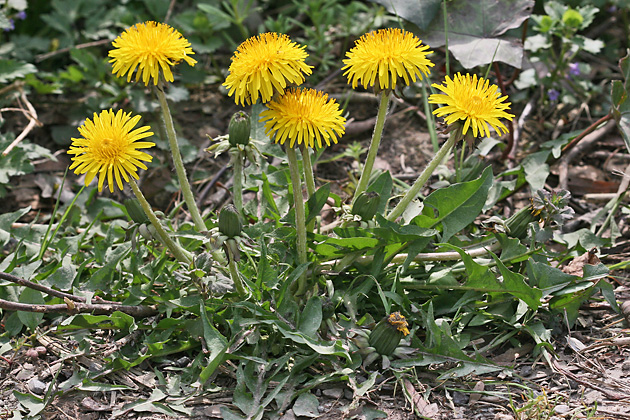 Taraxacum officinale