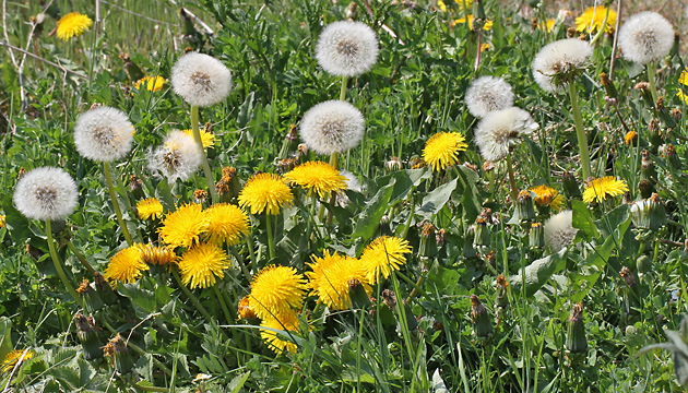 Taraxacum officinale