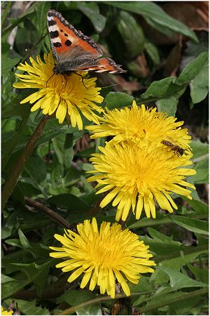 Taraxacum officinale