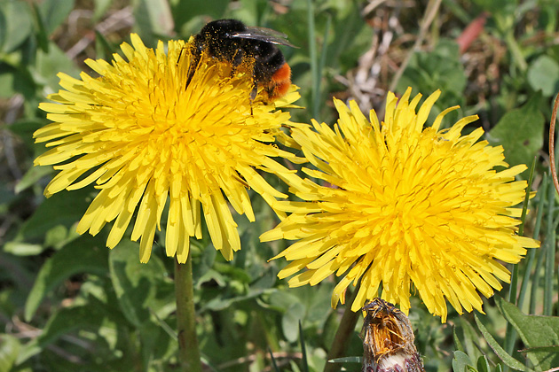 Taraxacum officinale