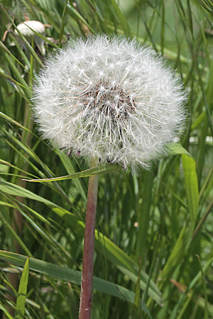 Taraxacum officinale