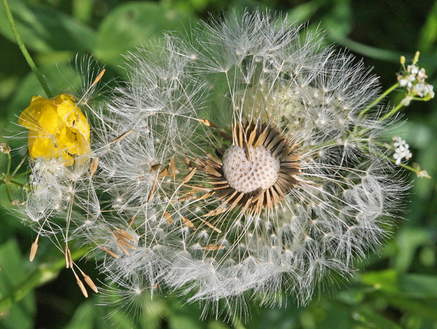 Taraxacum officinale