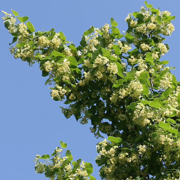 Tilia platyphyllos