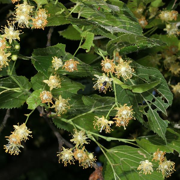 Tilia platyphyllos & Lasioglossum sexnotatum