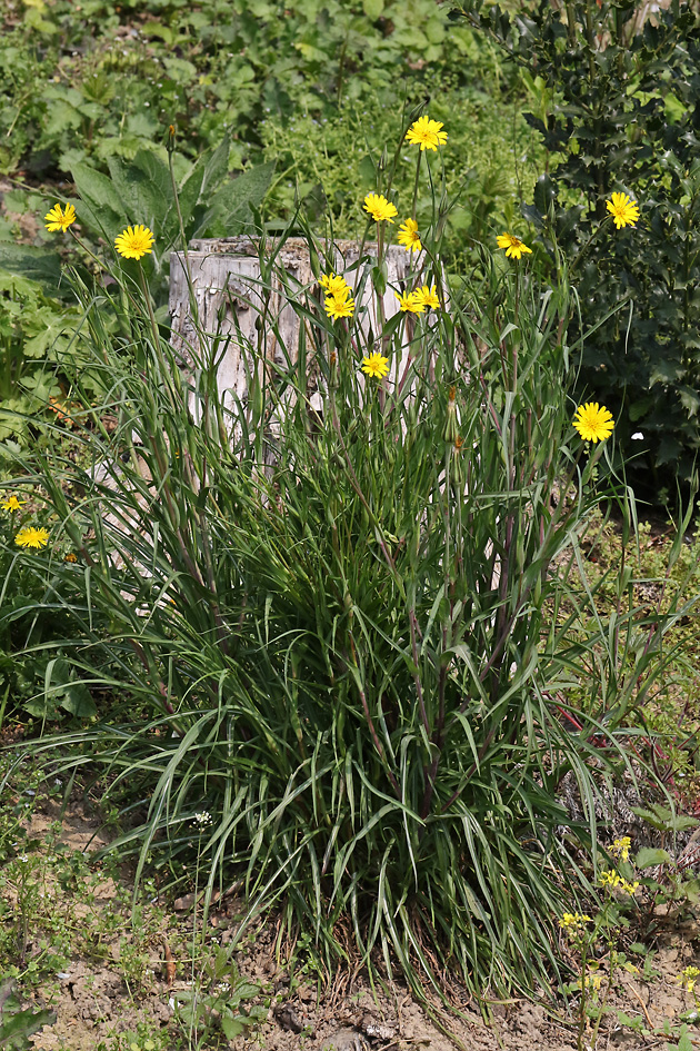 Tragopogon pratensis