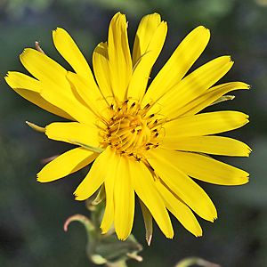 Tragopogon pratensis