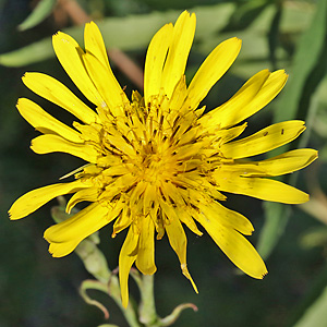 Tragopogon pratensis