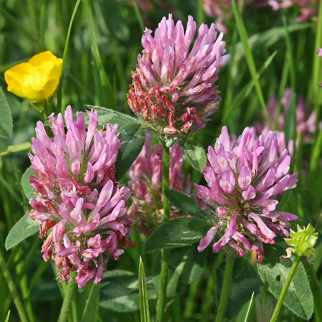 Trifolium pratense