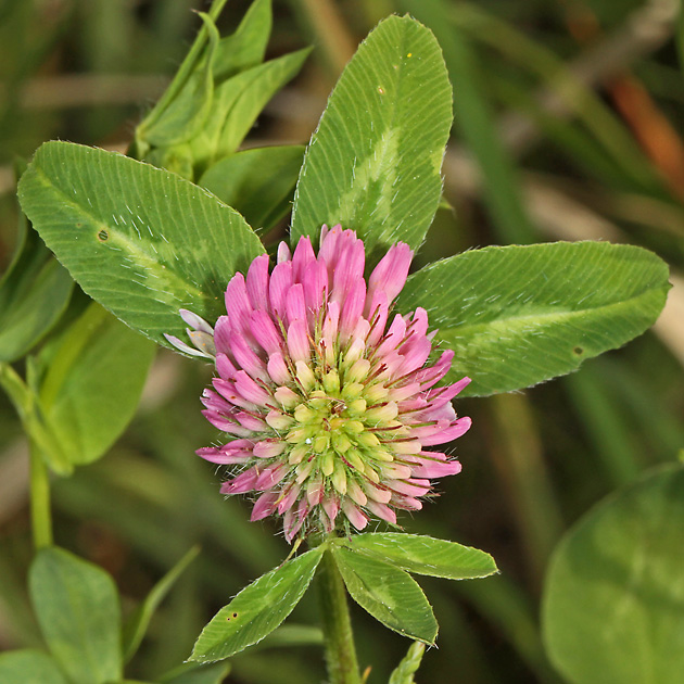 Trifolium pratense