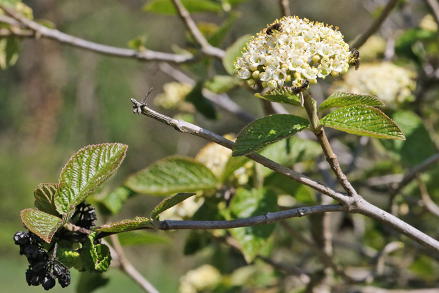 Viburnum lantana (18.4.2019) Viburnum lantana