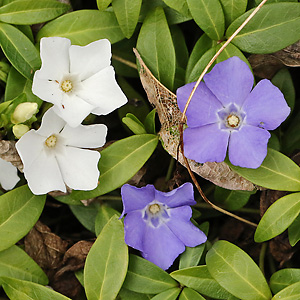 Vinca minor