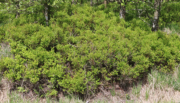 Vaccinium myrtillus)