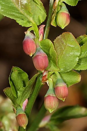 Vaccinium myrtillus)