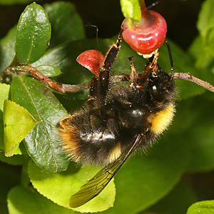 Vaccinium myrtillus)