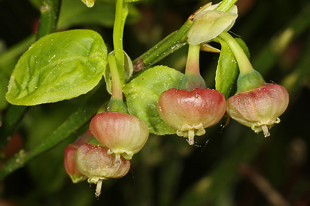 Vaccinium myrtillus)