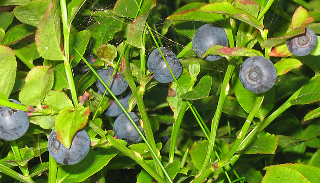 Vaccinium myrtillus)