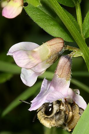 Vicia sepium mit Eucera nigrescens