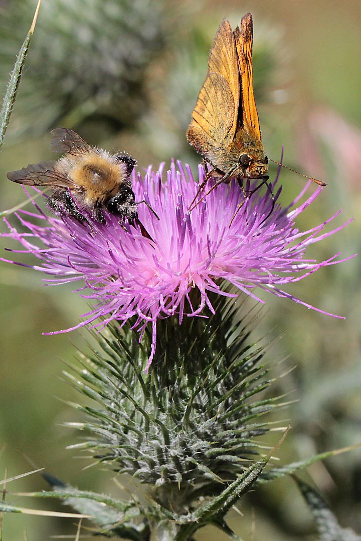 Gemeine Kratzdiestel (Cirsium vulgare)