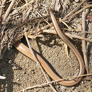 Blindschleiche (Anguis fragilis)