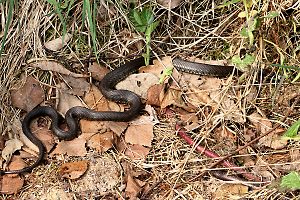 Fl&uuml;chtende Ringelnatter 2