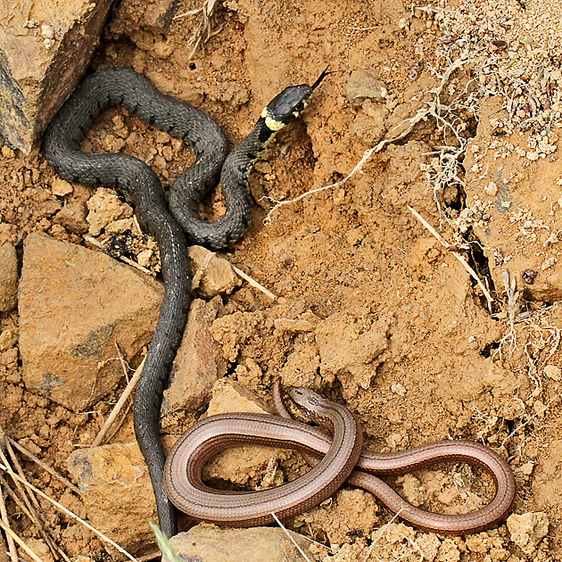 Ringelnatter + Blindschleiche