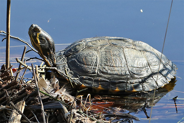 Schmuckschildkr&ouml;te