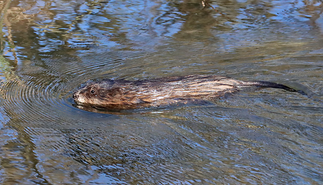 Bisamratte (Ondatra zibethicus) Bisamratte