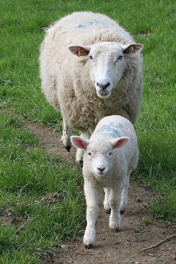 S&auml;ugetier: Hausschaf