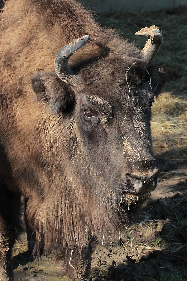 S&auml;ugetier: Wisent
