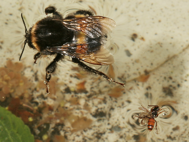 Hummel + Wespenbiene