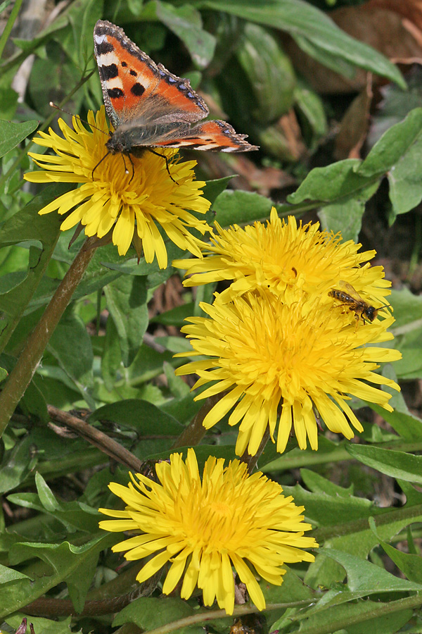 Kleiner Fuchs auf Kuhblume