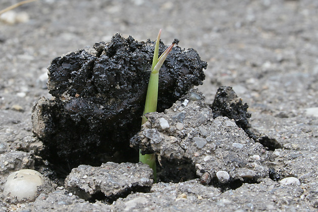 Asphalt-Schilf