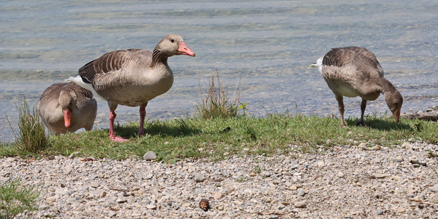 Grauganspaar mit Junggans