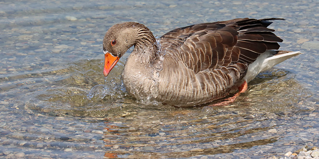 Badende Graugans