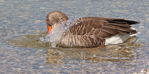 Badende Graugans