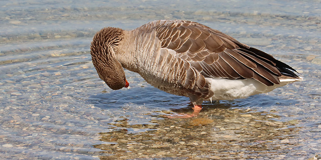 Badende Graugans