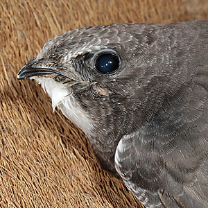 Junger Mauersegler (Apus apus), 1.7.2013 Junger Mauersegler (Apus apus)