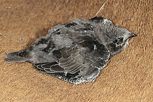 Junger Mauersegler (Apus apus) Junger Mauersegler (Apus apus)