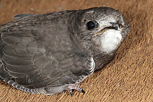 Junger Mauersegler (Apus apus) Junger Mauersegler (Apus apus)