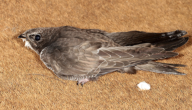 Junger Mauersegler (Apus apus) Junger Mauersegler (Apus apus)