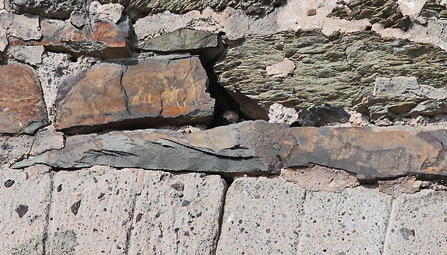 Mauersegler (Apus apus) im Nest Mauersegler im Nest