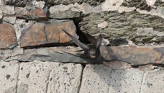 Mauersegler (Apus apus): Abflug Mauersegler: Abflug