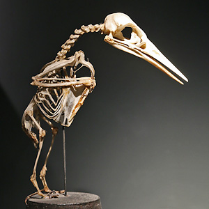 Eisvogel-Skelett